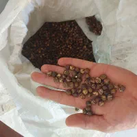 نخود بذری بوجاری شده درجه یک