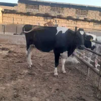 گاوحامله جوان|حیوانات مزرعه|مسجد سلیمان, |دیوار