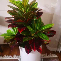 خدمات باغبانی درخت کاری سم پاشی گل کاری|خدمات باغبانی و درختکاری|شیراز, قصرالدشت|دیوار