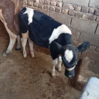 گاو وگوساله|حیوانات مزرعه|پلدختر, |دیوار