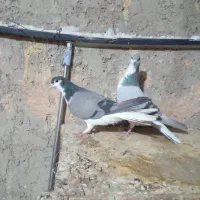 دمگیر جفتی گچی وسیاپشت وپلاکی اصل سبز دوخط|پرنده|برخوار, |دیوار