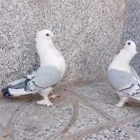 ساتن طاووسی