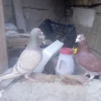 کبوتر پلاکی