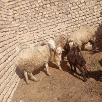 میش زاییده|حیوانات|تربت جام, میان جام|دیوار