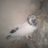 کفتر یا کبوتر|پرنده|گیان, |دیوار
