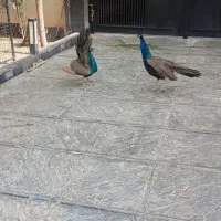 طاووس نر هندی ۱۸ ماهه