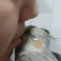 سیمکارت همراه اول کد 2