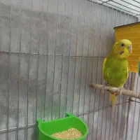 مرغ عشق بدون قفس سالم|پرنده|طبس, |دیوار