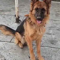 سگ ژرمن