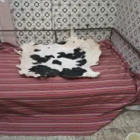 تخت۱/۷۰در۲۸۰قوطی محکم بانوپان