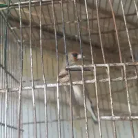 سهره ماده کرمانی