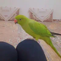 ملنگو ماده /ملنگو