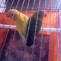 طوطی برزیلی دستی