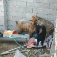 بز و کهره|حیوانات مزرعه|بهبهان, |دیوار