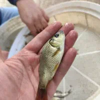 ماهی کپور کوهان دار