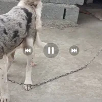 سگ شیتزو نر مفقود وگم شده