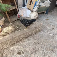 جوجه خروس محلی