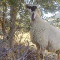 برقوچ،شک ، ورن