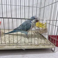 راهب اهلی|پرنده|ارومیه, |دیوار