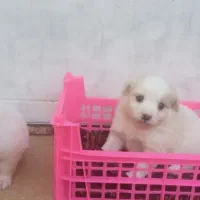 پامر روباهی