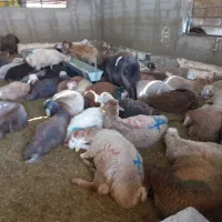 گوسفند // فروشی برادان صفری