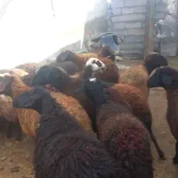 ۲۰ تا میش جوان|حیوانات مزرعه|دهگلان, |دیوار