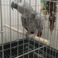 کاسکو ۱۵۰کلام‌پر صحبت رام دستی حلقه پا زیبا وکشیده