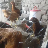 حیواتات