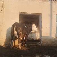 گاوشیری دودندان سرسفید با گوساله شرابی،بهترین نژاد