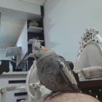 عروس هلندی ماده سینامون|پرنده|بروجرد, |دیوار