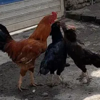 مرغ و خروس لاری پروازی