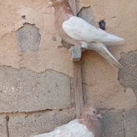 ماده کله سوسنی|پرنده|جهرم, |دیوار