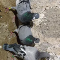 سه عدد کبوتر سبز