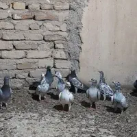 کبوتر ۱۶ عدد نر و ماده