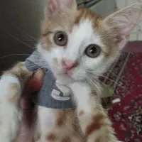 واگذاری گربه رایگان