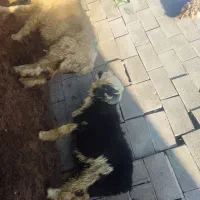 بره نر قوچی|حیوانات مزرعه|حسن آباد, |دیوار