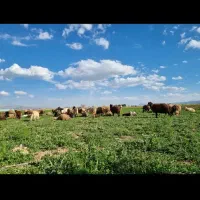 زمین-باغی
