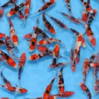 سوپر کوی دلفینی ماهی|ماهی|تهران, اسکندری|دیوار