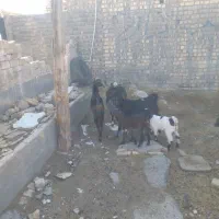 بز غاله کولار