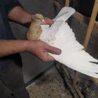 کبوتر جفتی و پرشی دم سفید سینه کله|پرنده|دماوند, دماوند|دیوار