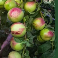 ۴۰هکتارزمین وباغ میوه|فروش دفتر صنعتی، کشاورزی، تجاری|اسفرورین, |دیوار