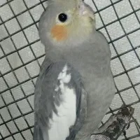 عروس هلندی ماده