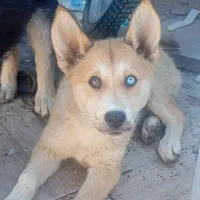 سگ هاسکی 4ماهه ماده