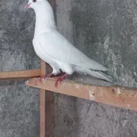 کبوتر غریب گرفته