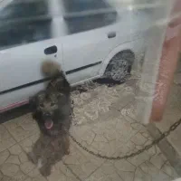 سگ نگهبان ۲ساله