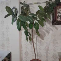 گل فیکوس