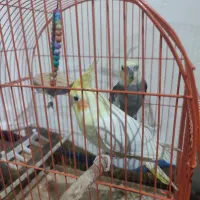 فروش عروس هلندی|پرنده|علی‌آباد کتول, |دیوار