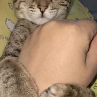 گربه ماده ۳ماهه