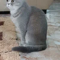 گربه نژاد اسکاتیش و پرشین