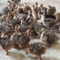 جوجه شتر مرغ و تخم نطفه دار شتر مرغ